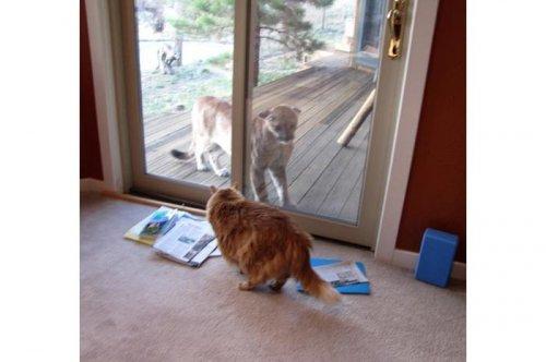 2011'in en komik hayvanları 