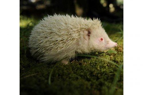 2011'in en komik hayvanları 