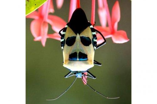 2011'in en komik hayvanları 