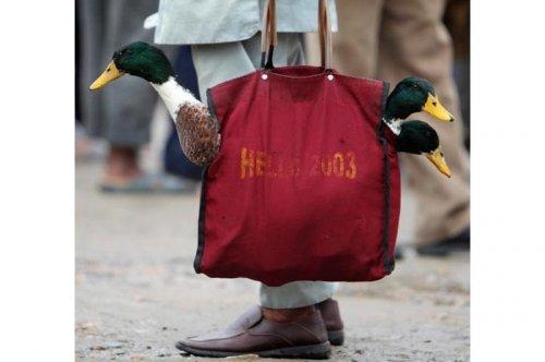 2011'in en komik hayvanları 