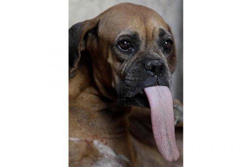 2011'in en komik hayvanları 