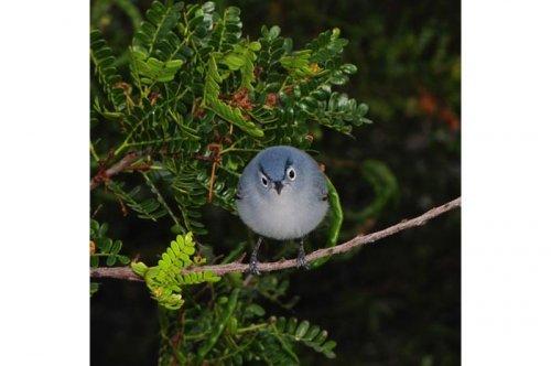 2011'in en komik hayvanları 