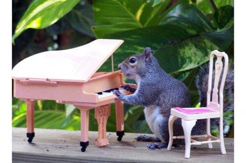 2011'in en komik hayvanları 