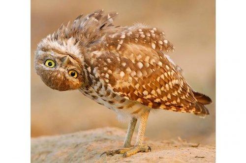 2011'in en komik hayvanları 