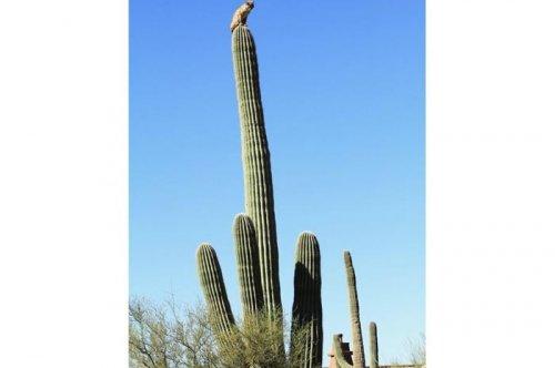 2011'in en komik hayvanları 