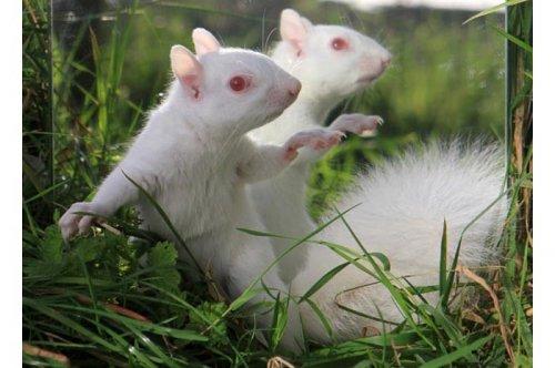 2011'in en komik hayvanları 