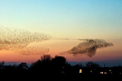 2011'in en komik hayvanları 