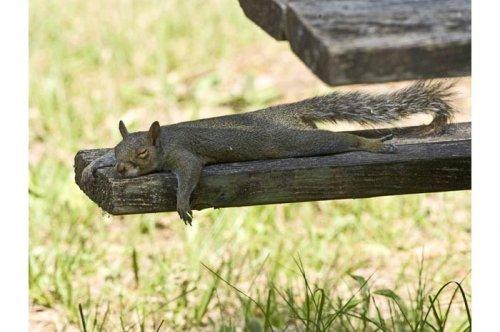 2011'in en komik hayvanları 