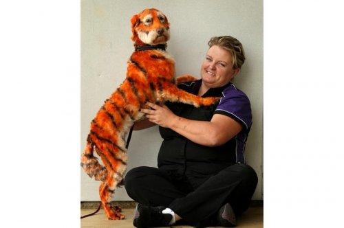 2011'in en komik hayvanları 