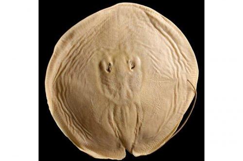 2011'in en komik hayvanları 