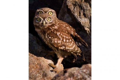 2011'in en komik hayvanları 