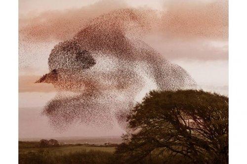 2011'in en komik hayvanları 