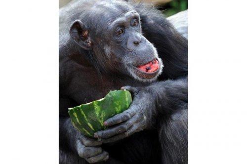 2011'in en komik hayvanları 