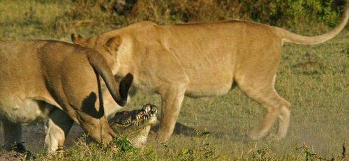 Aslan sürüsünün timsah avı 