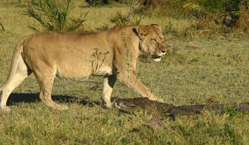 Aslan sürüsünün timsah avı 