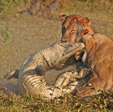 Aslan sürüsünün timsah avı 