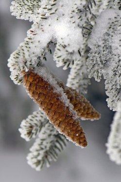 Fotoğraflarla: Avrupa kar altında - Resim 21