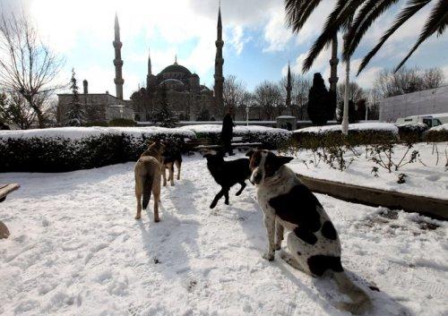 Fotoğraflarla: Avrupa kar altında - Resim 36