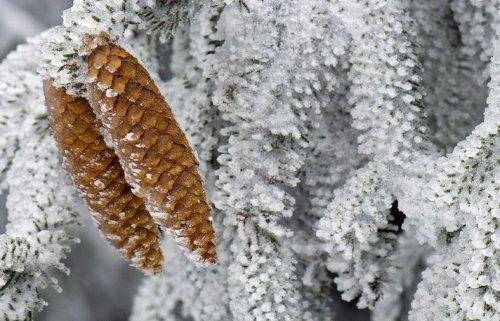 Fotoğraflarla: Avrupa kar altında - Resim 35