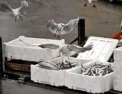 Ocak ayı böyle geçti - Resim 15