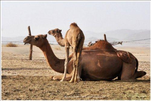 Fotoğraflarla Kutsal Topraklar