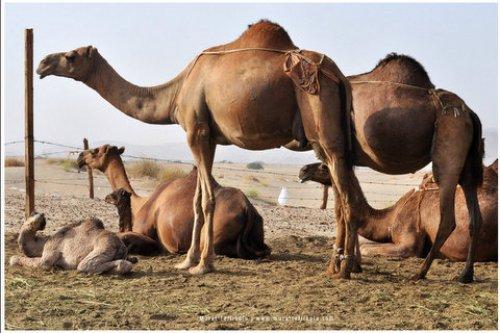 Fotoğraflarla Kutsal Topraklar