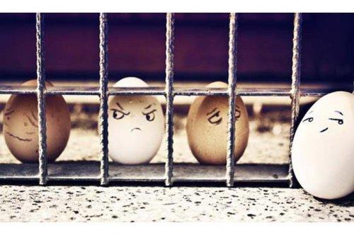 Çılgın yumurtalar