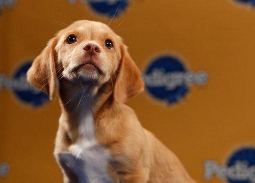 Köpek güzelleri - Resim 16