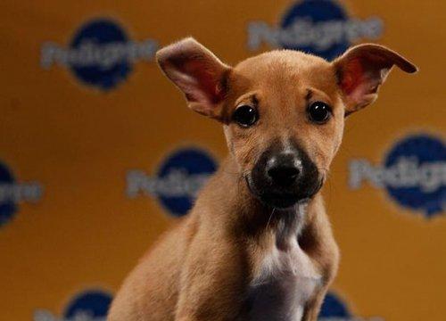 Köpek güzelleri - Resim 18