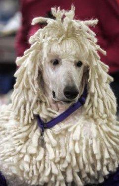 Köpek güzelleri - Resim 2