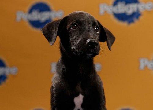 Köpek güzelleri - Resim 13