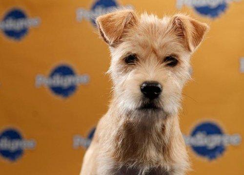 Köpek güzelleri - Resim 11