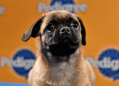 Köpek güzelleri - Resim 10