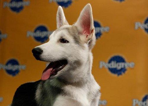 Köpek güzelleri - Resim 15