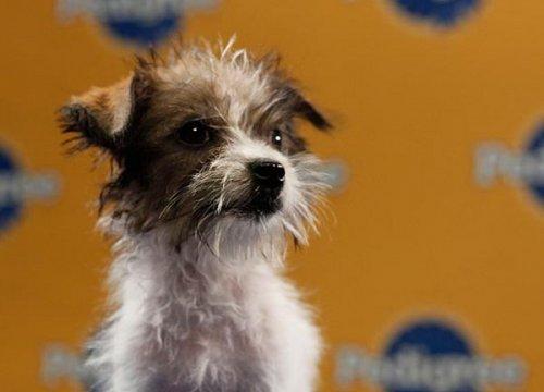 Köpek güzelleri - Resim 12