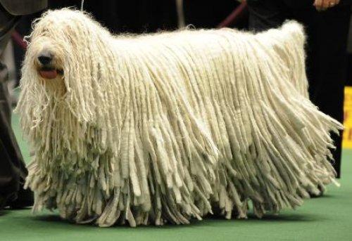 Köpek güzelleri - Resim 1