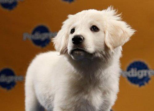 Köpek güzelleri - Resim 17
