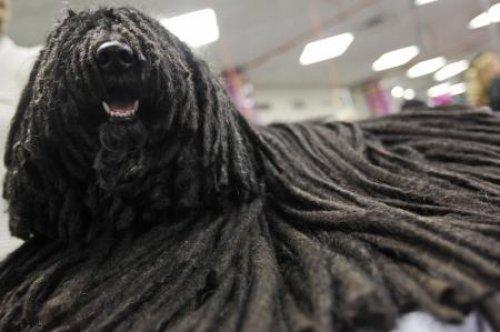Köpek güzelleri - Resim 4