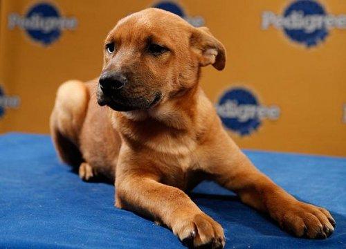 Köpek güzelleri - Resim 9