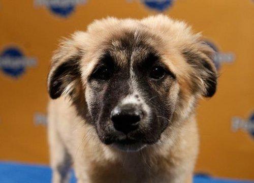 Köpek güzelleri - Resim 14