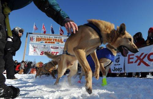 Alaska'da köpeklerin ardında kıyasıya yarış - Resim 1
