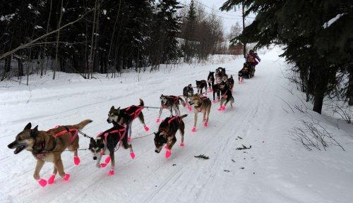Alaska'da köpeklerin ardında kıyasıya yarış - Resim 5