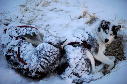 Alaska'da köpeklerin ardında kıyasıya yarış - Resim 7