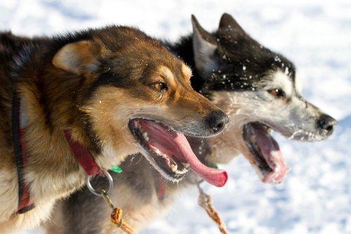 Alaska'da köpeklerin ardında kıyasıya yarış - Resim 9