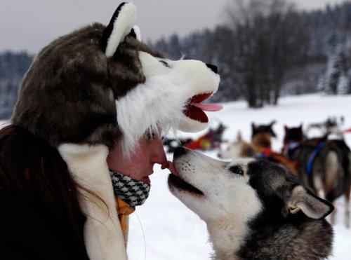 Alaska'da köpeklerin ardında kıyasıya yarış - Resim 14