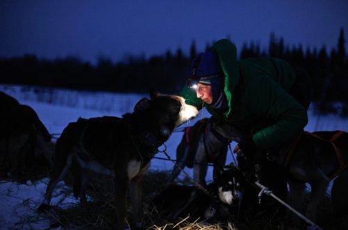 Alaska'da köpeklerin ardında kıyasıya yarış - Resim 20