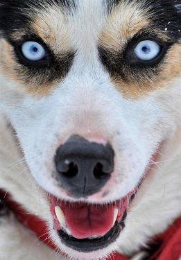 Alaska'da köpeklerin ardında kıyasıya yarış - Resim 29