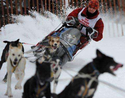 Alaska'da köpeklerin ardında kıyasıya yarış - Resim 27