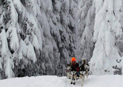 Alaska'da köpeklerin ardında kıyasıya yarış - Resim 25