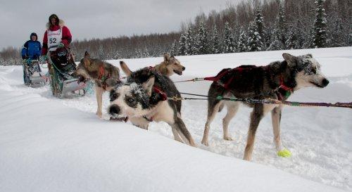 Alaska'da köpeklerin ardında kıyasıya yarış - Resim 6